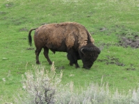 bison